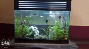 I want to sell 2 aquariums, 1) 2ft length, 1.5ft