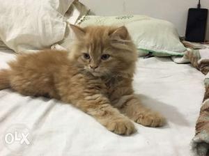 I want to sell doll face persian cat 5 months old