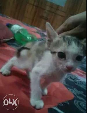 I want to sell my cute cat abhi bhut choti hai or