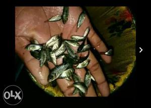 Import Quality Fish Seeds gift Thilpia nutter,