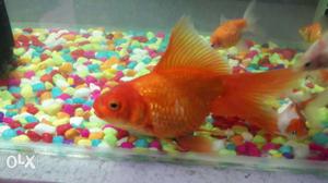 Imported blood red gold fish