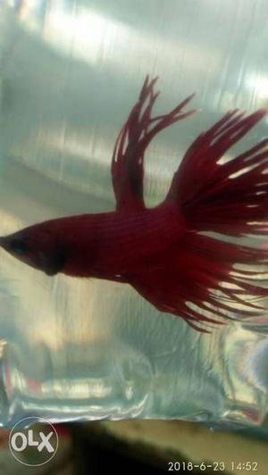 Imported crowntail male fighter RS:180 offer
