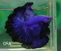 Imported flower fins SBF quality Betta.