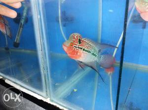 Imported flowerhorn rs