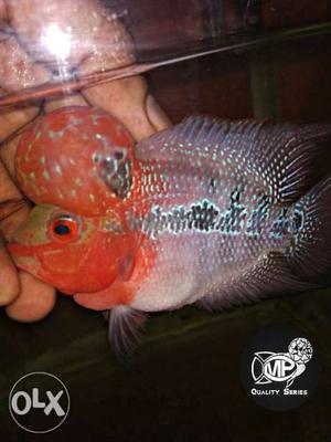 Imported srd flowerhorn with monster kok and