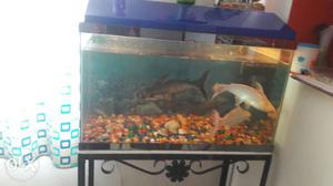 Large Aquarium for sale at reasonable price with