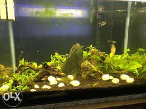Live aquarium (3x2) with some fish, plant, snail