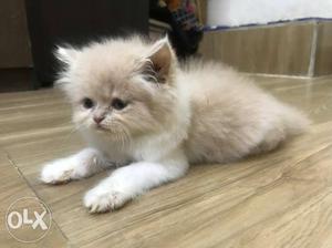 Long-fur Brown And White Kitten