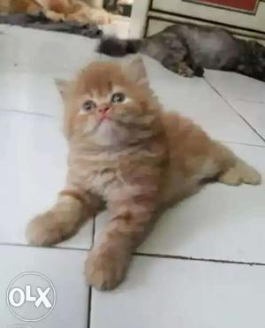 Long-fur Orange Tabby Kitten