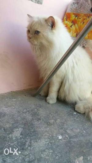 Long-fur White Persian Cat