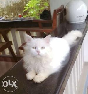 Male Persian Cat for sale.. 4 month age