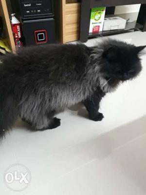 Male black n grey persian cat with hybrid flur...