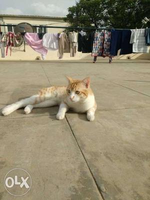 Male cat Breed - Indian Healhty A year old