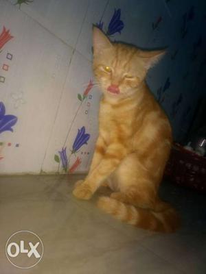 Male crossbreed cat golden colour