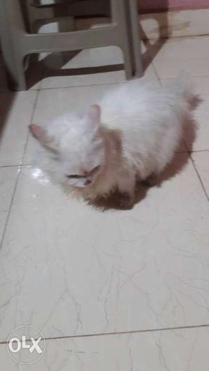 Male persian cat 14 months old.