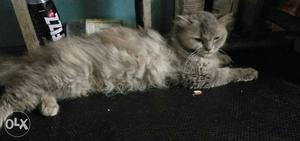 Medium-coated Grey Cat