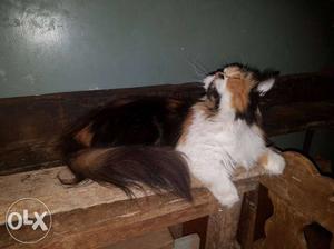 Medium-fur Black, White, And Orange Cat