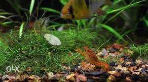 Mexican dwarf shrimp for planted aquarium