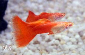 Moscow red guppy (2PAIR 80RS)