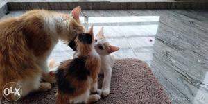 Orange And White Tabby Cat With Two Kittens