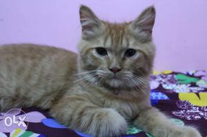 Orange Tabby Cat male
