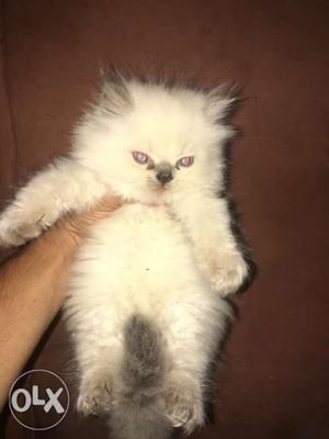 Owe its Himalayan colour male kitten 40days white colour