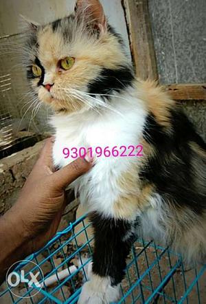 Parciyan cat keliko from sell contact