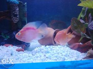 Parot single fish for 350 rs.pink and orange mix