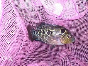 Pearl spotted flowerhorn easy to maintain as grow