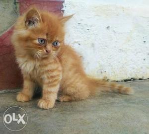 Percian Kitten for Sale