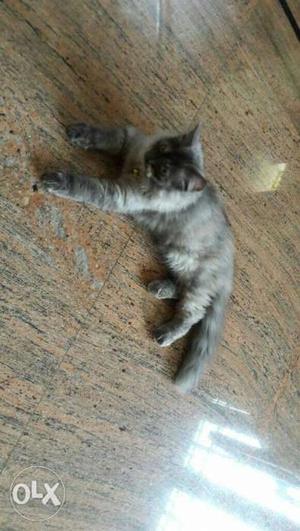 Persian Gray And Black Cat for sale