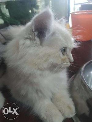 Persian Kitten Available For Sale