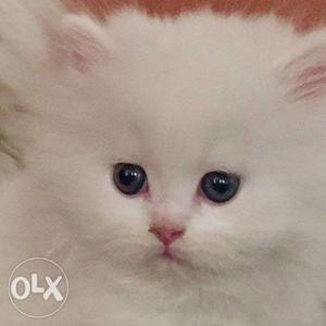 Persian Kittens, Litter trained.. Looking for a loving