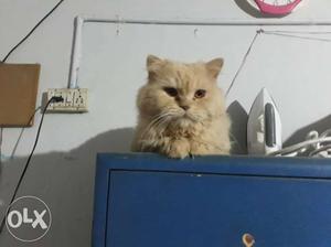 Persian cat age 1.5 years friendly to all and kids