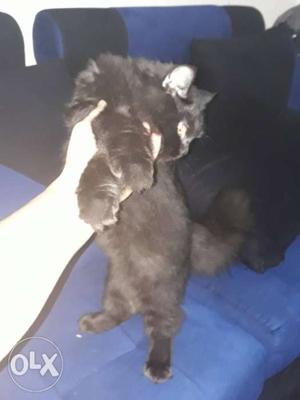 Persian cat black colour male 7 months old