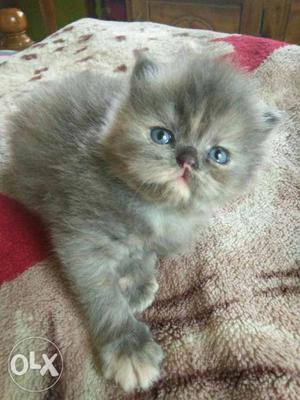 Persian cat doll