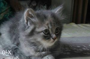 Persian cat female 40days old