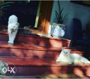 Persian cat pair male and female