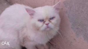 Persian cat punch facc Mali sale Blue Eyes