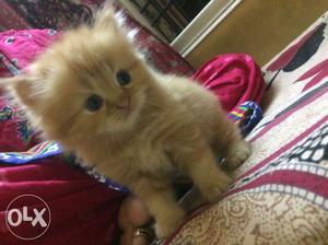 Persian kitten female 2 months pure breed
