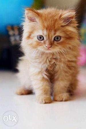 Persian kitten pure breed cute ginger fluffy doll