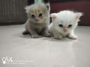 Persian kittens available. gray male for 12k,