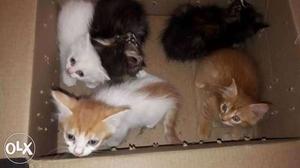 Persian kittens cats for sale 6k each
