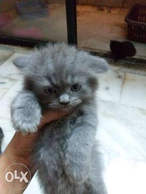 Persian kittens for sale...45 days old in Mumbai.