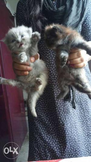 Persian kittens for sale extremely healthy and