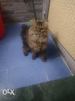 Persian male cat 8 months old