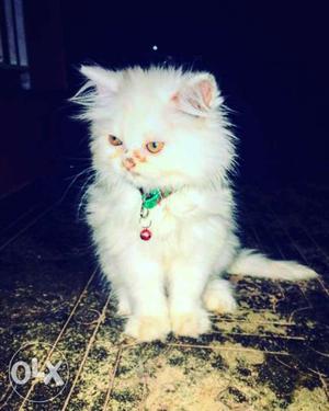 Perssian Cat