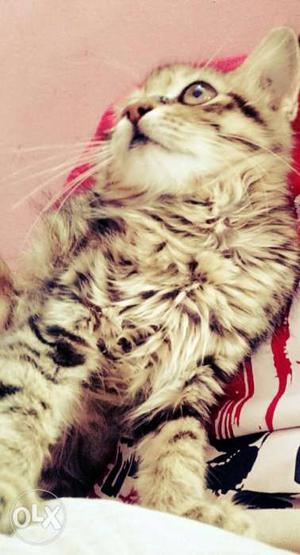 Perssian cat cute n silky cat just 2months