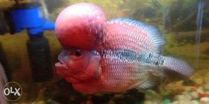 Pink And Gray Flowehorn Cichlid