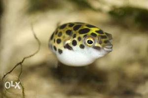 Puffer fish pair available limited stock